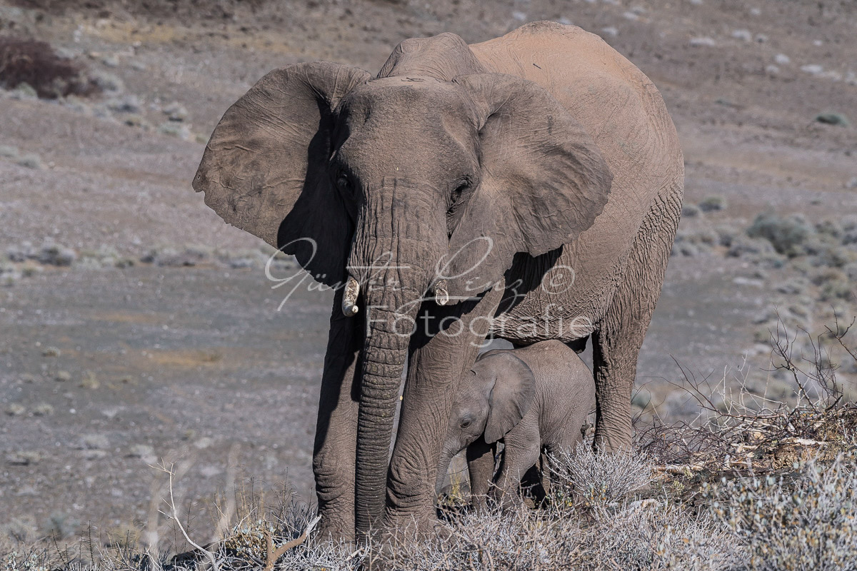Wüstenelefanten, Damaraland
