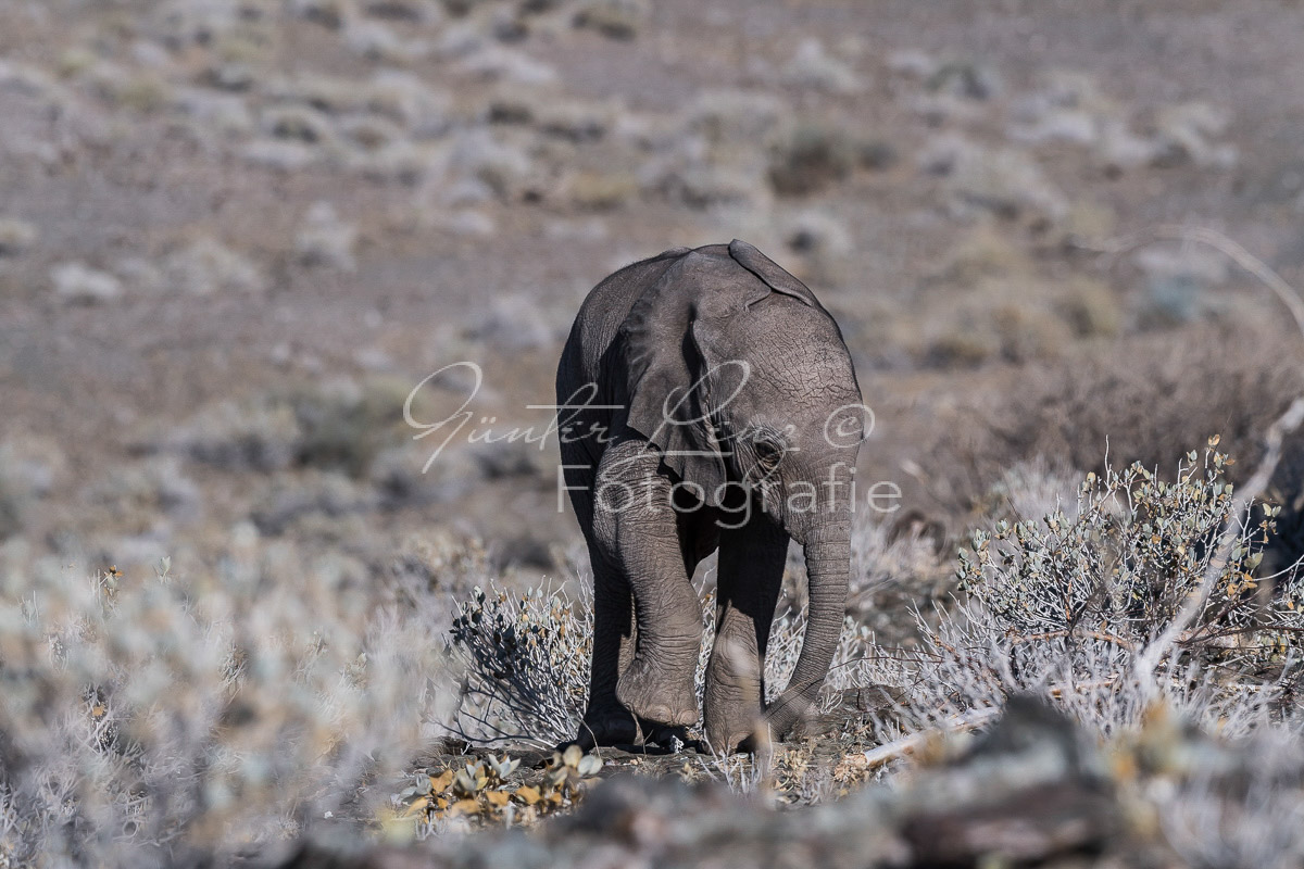 Wüstenelefanten, Damaraland