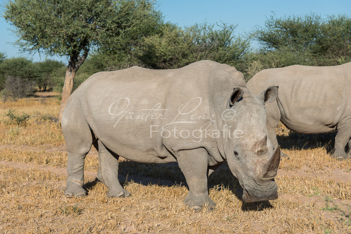 Breitmaulnashorn (Ceratotherium simum), Namibia
