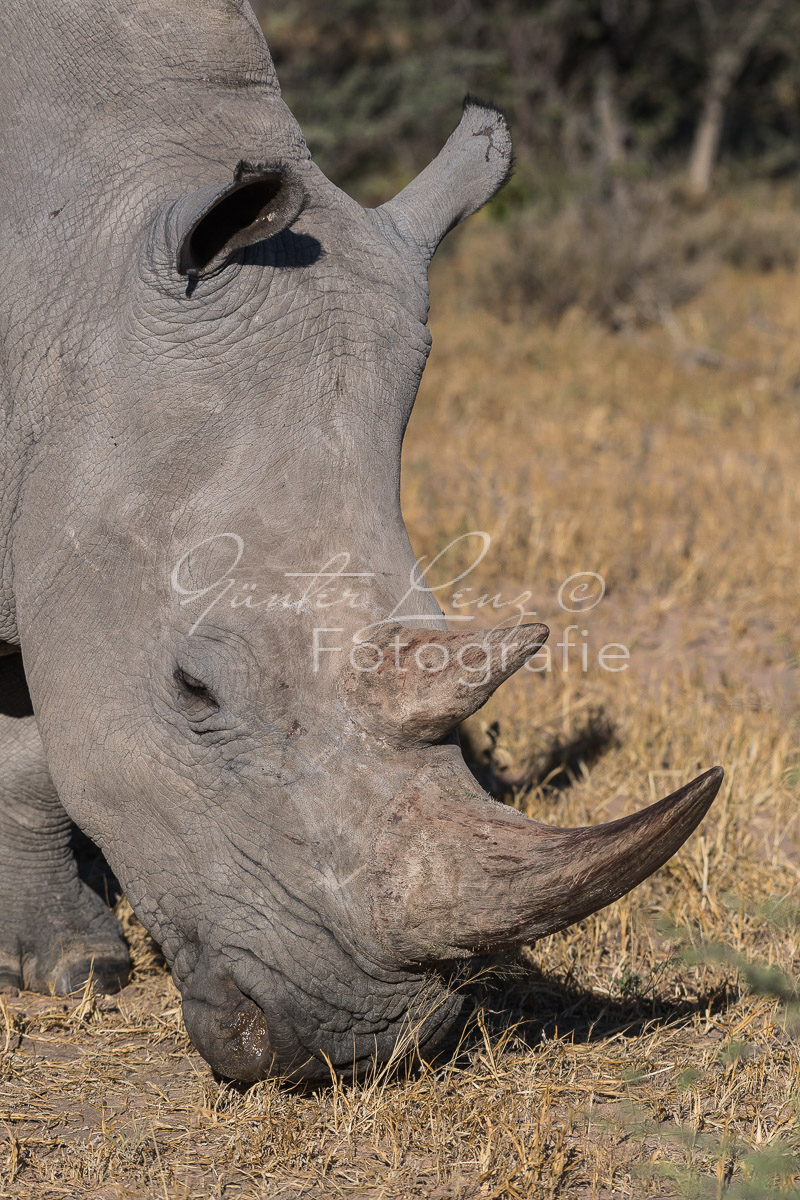 Breitmaulnashorn (Ceratotherium simum), Namibia