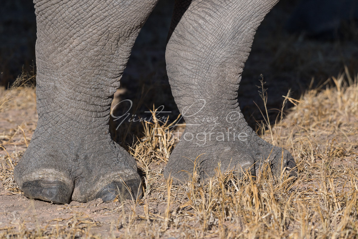 Breitmaulnashorn (Ceratotherium simum), Namibia
