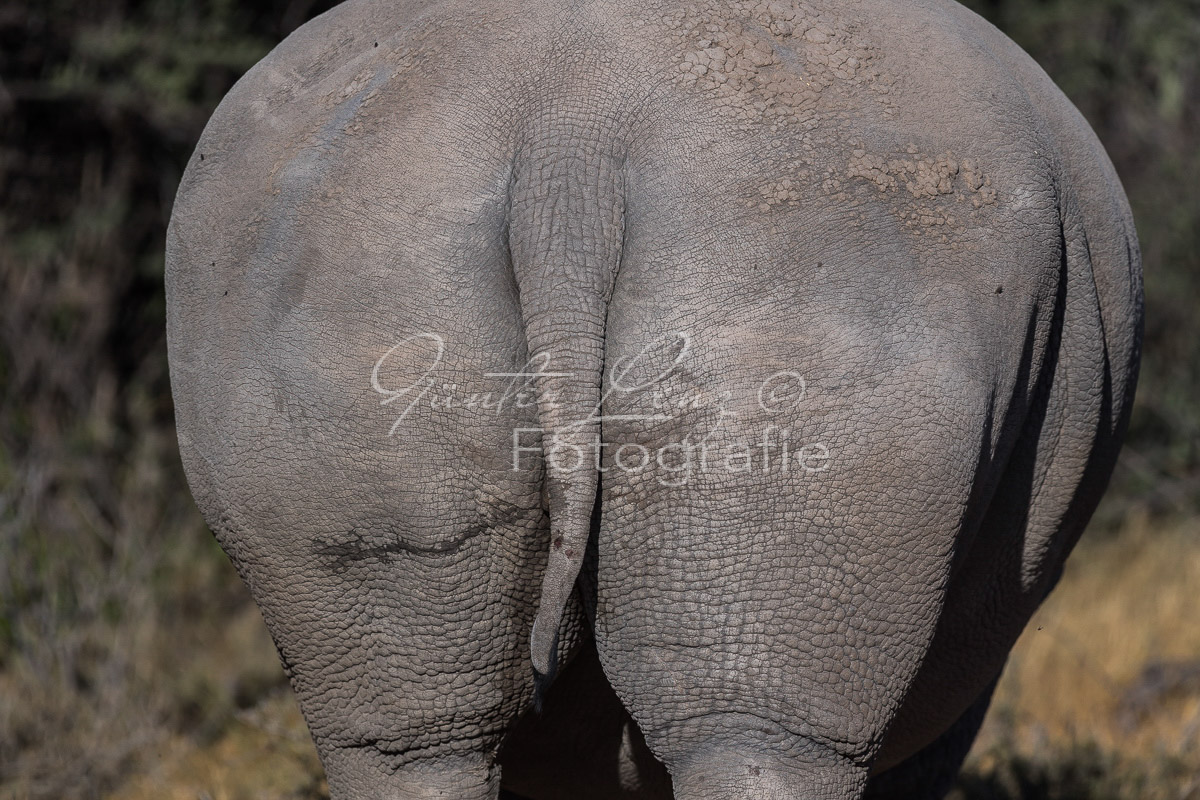 Breitmaulnashorn (Ceratotherium simum), Namibia