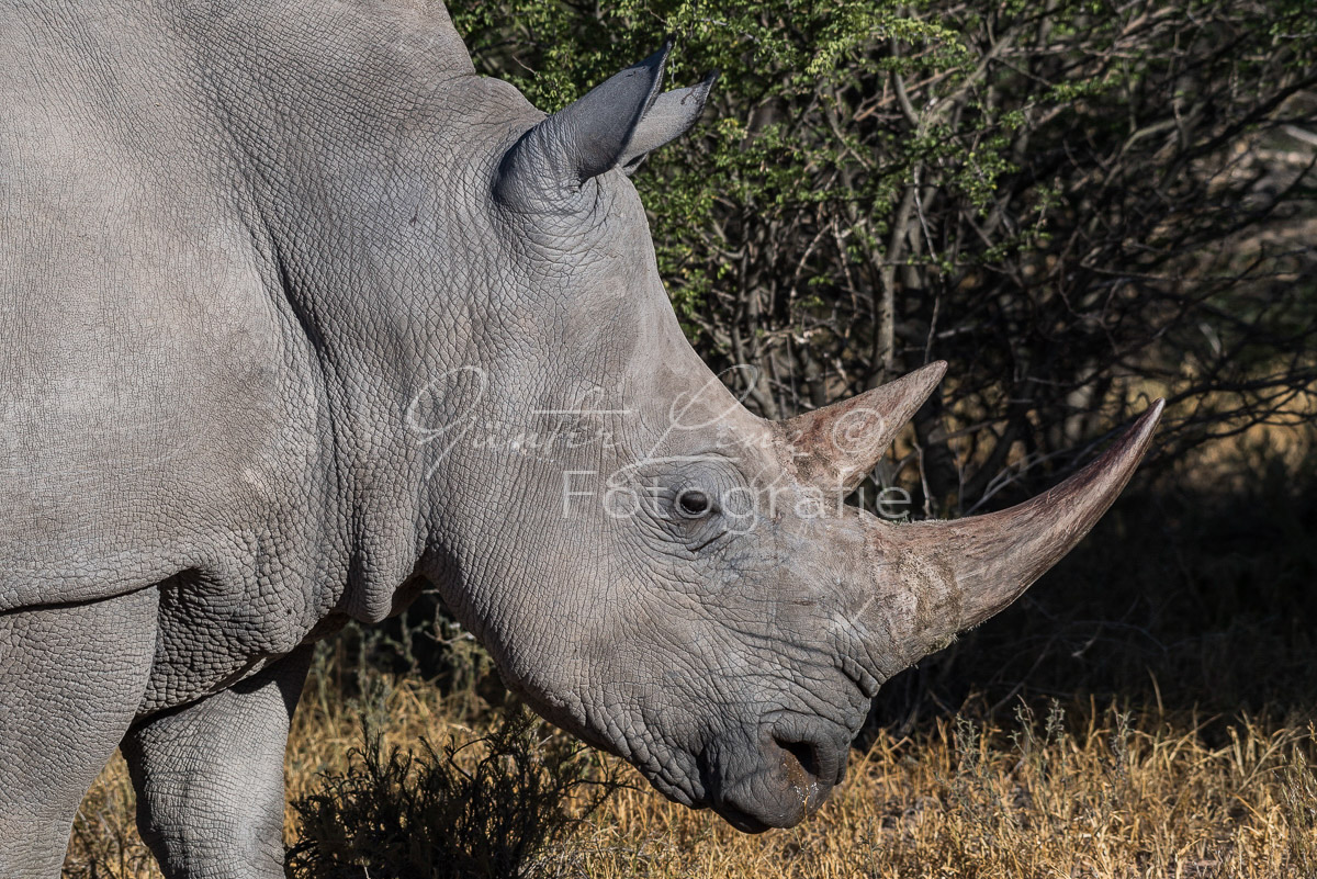 Breitmaulnashorn (Ceratotherium simum), Namibia