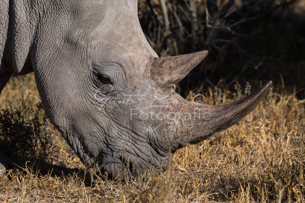 Breitmaulnashorn (Ceratotherium simum), Namibia