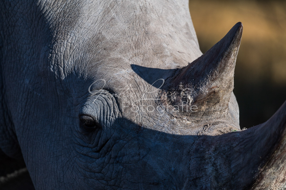 Breitmaulnashorn (Ceratotherium simum), Namibia