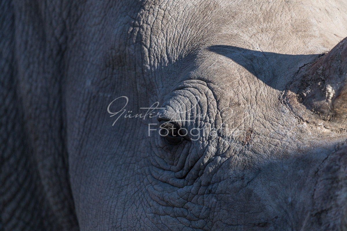 Breitmaulnashorn (Ceratotherium simum), Namibia