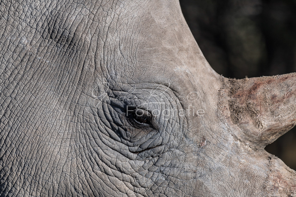Breitmaulnashorn (Ceratotherium simum), Namibia