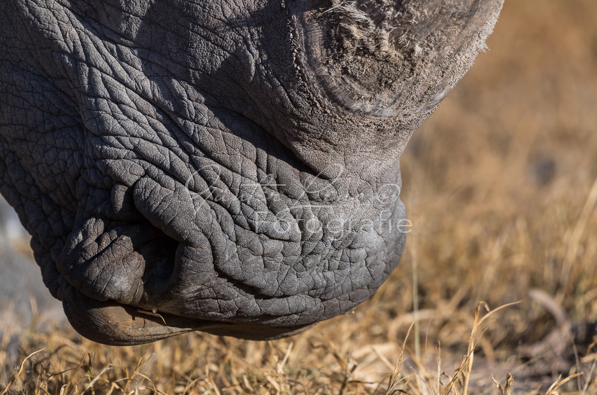 Breitmaulnashorn (Ceratotherium simum), Namibia