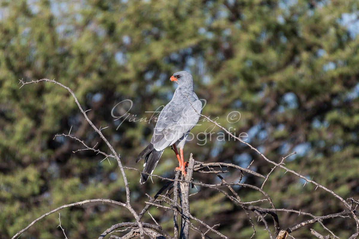 Graubürzel Singhabicht (Melierax canorus)