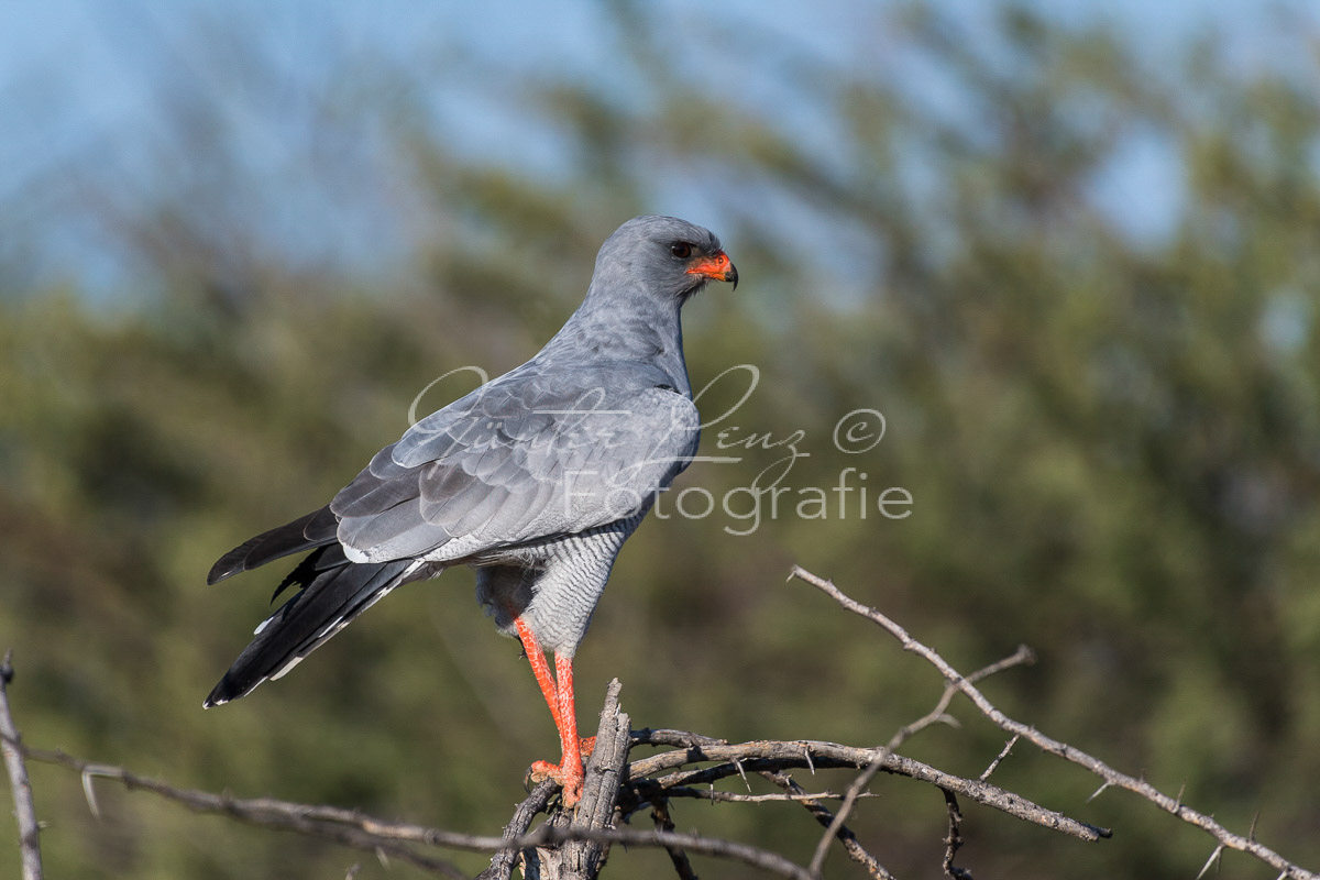Graubürzel Singhabicht (Melierax canorus)