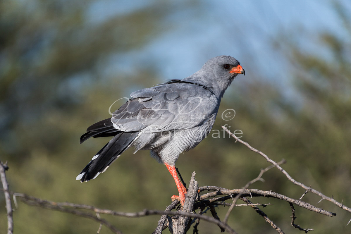 Graubürzel Singhabicht (Melierax canorus)