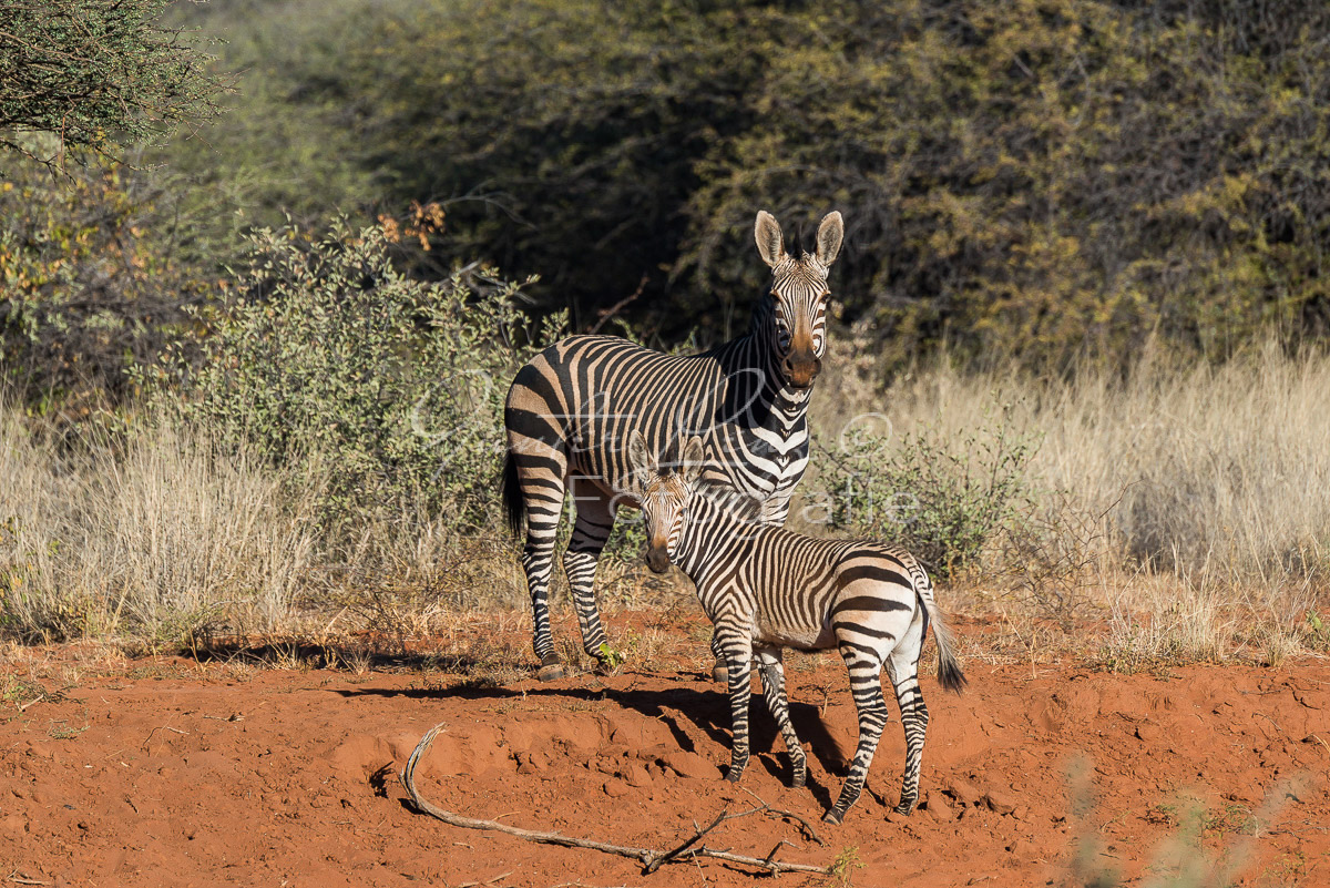 Okonjima