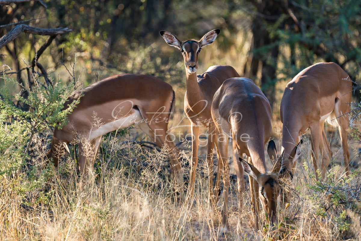 Schwarzfersenantilope, Impala (Aepyceros melampus)