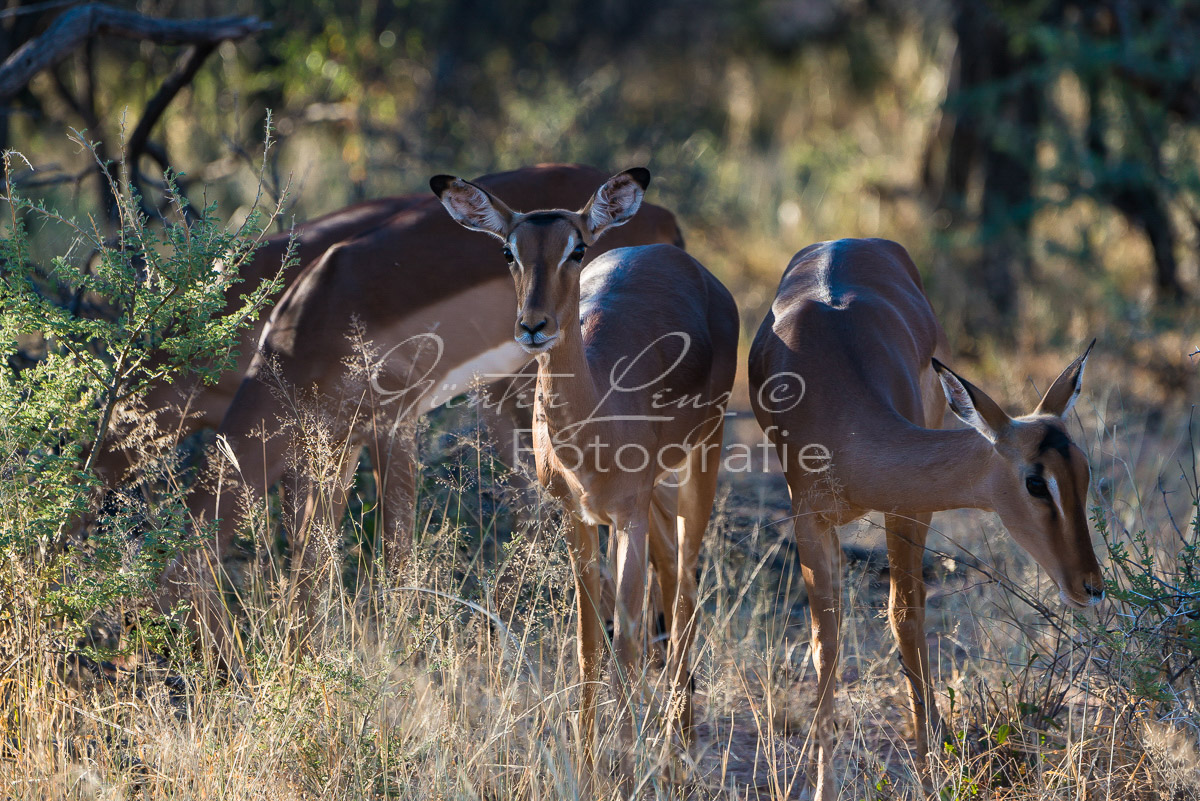 Schwarzfersenantilope, Impala (Aepyceros melampus)