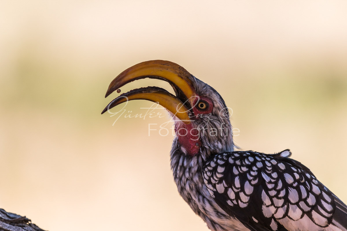 Südlicher Gelbschnabeltoko (Tockus leucomelas)