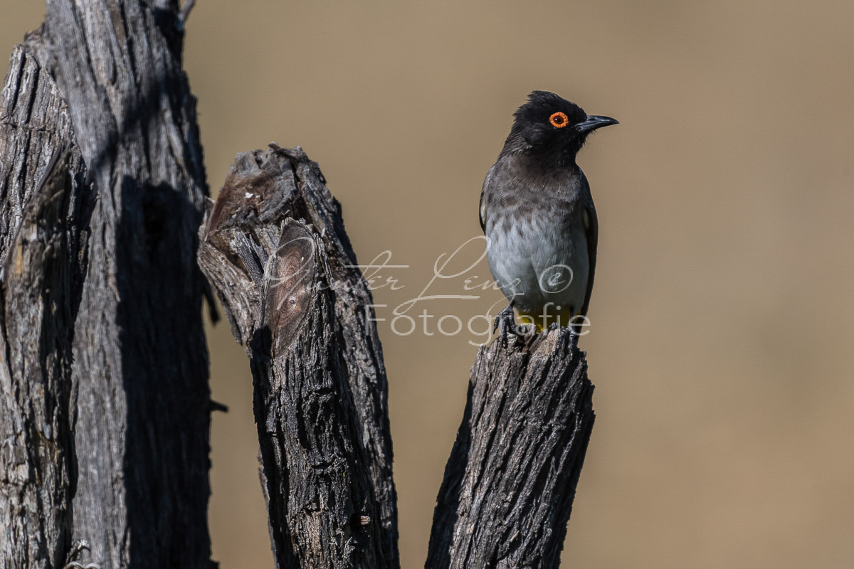 Maskenbülbül( Pycnonotus nigricans), Damaraland