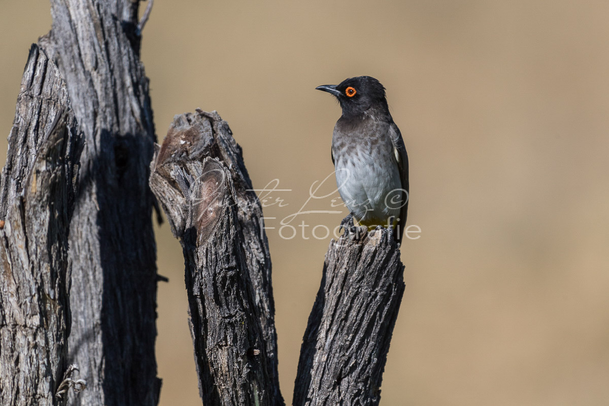 Maskenbülbül( Pycnonotus nigricans), Damaraland