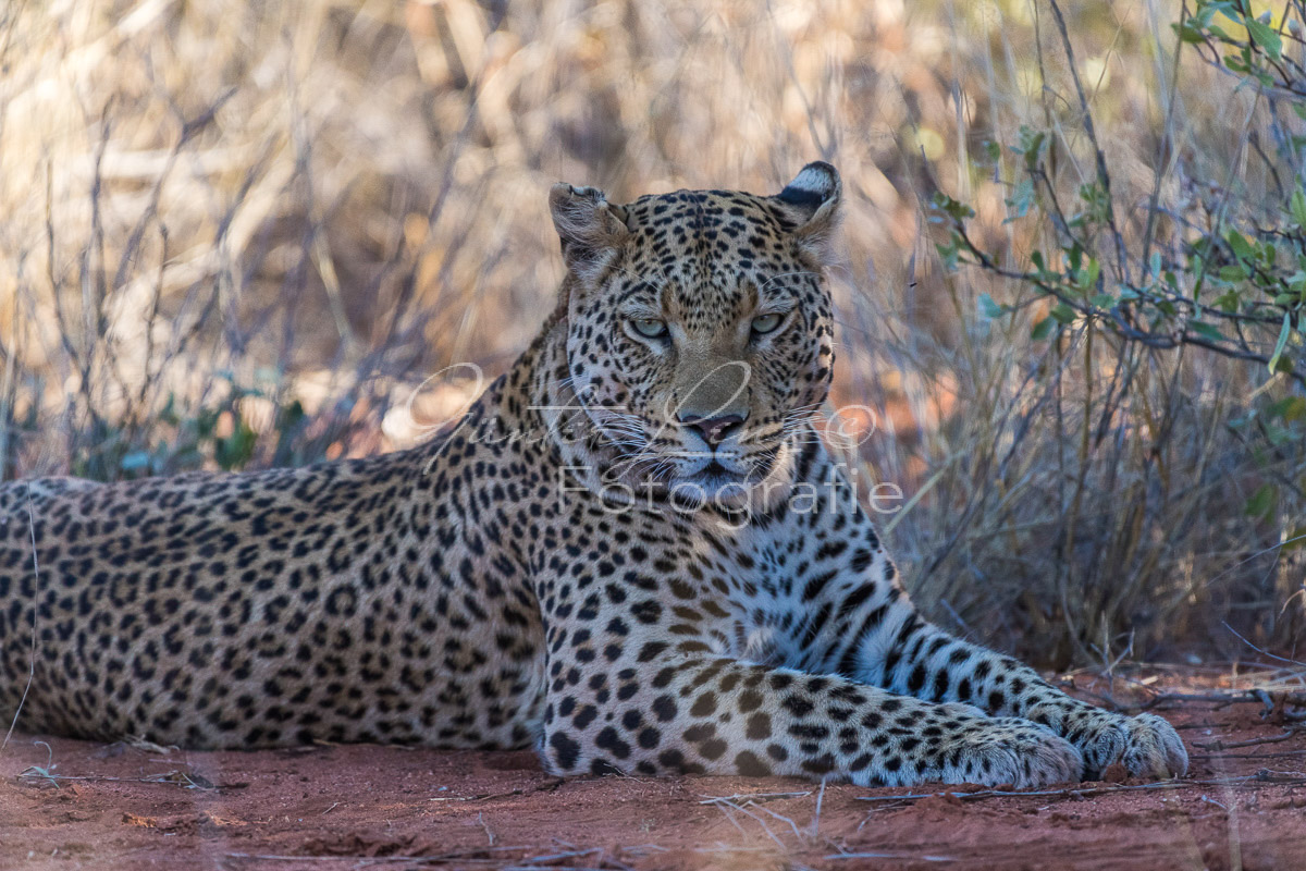 Leopard (Panthera pardus), Okonjima