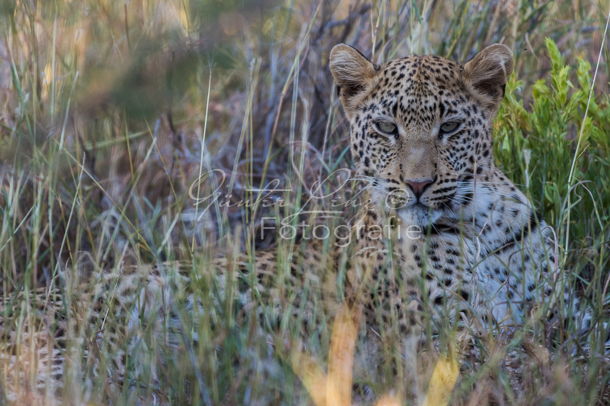 Leopard (Panthera pardus), Okonjima