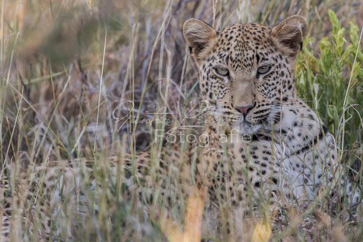 Leopard (Panthera pardus), Okonjima