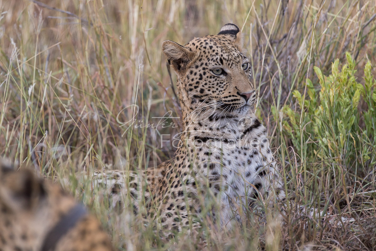 Leopard (Panthera pardus), Okonjima
