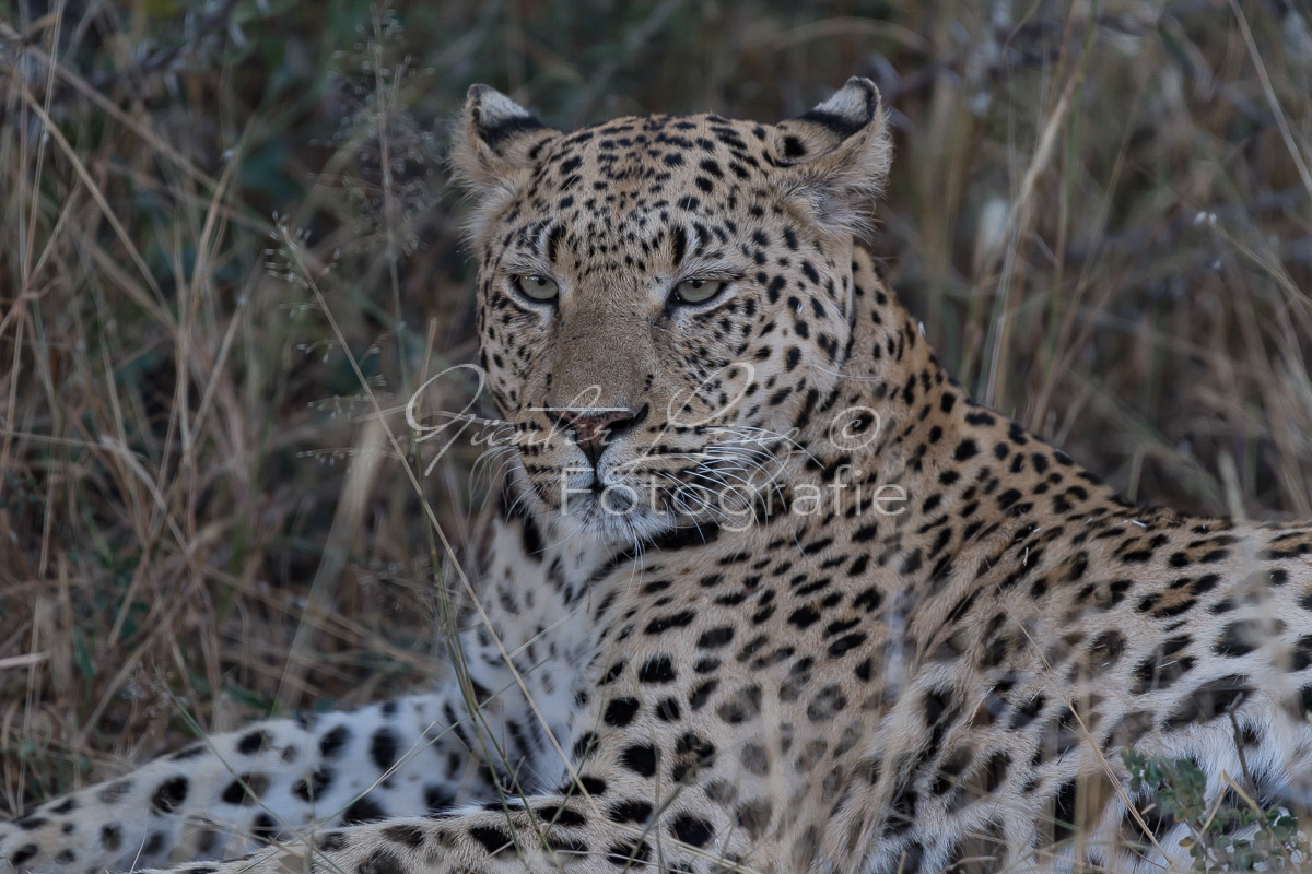 Leopard (Panthera pardus), Okonjima
