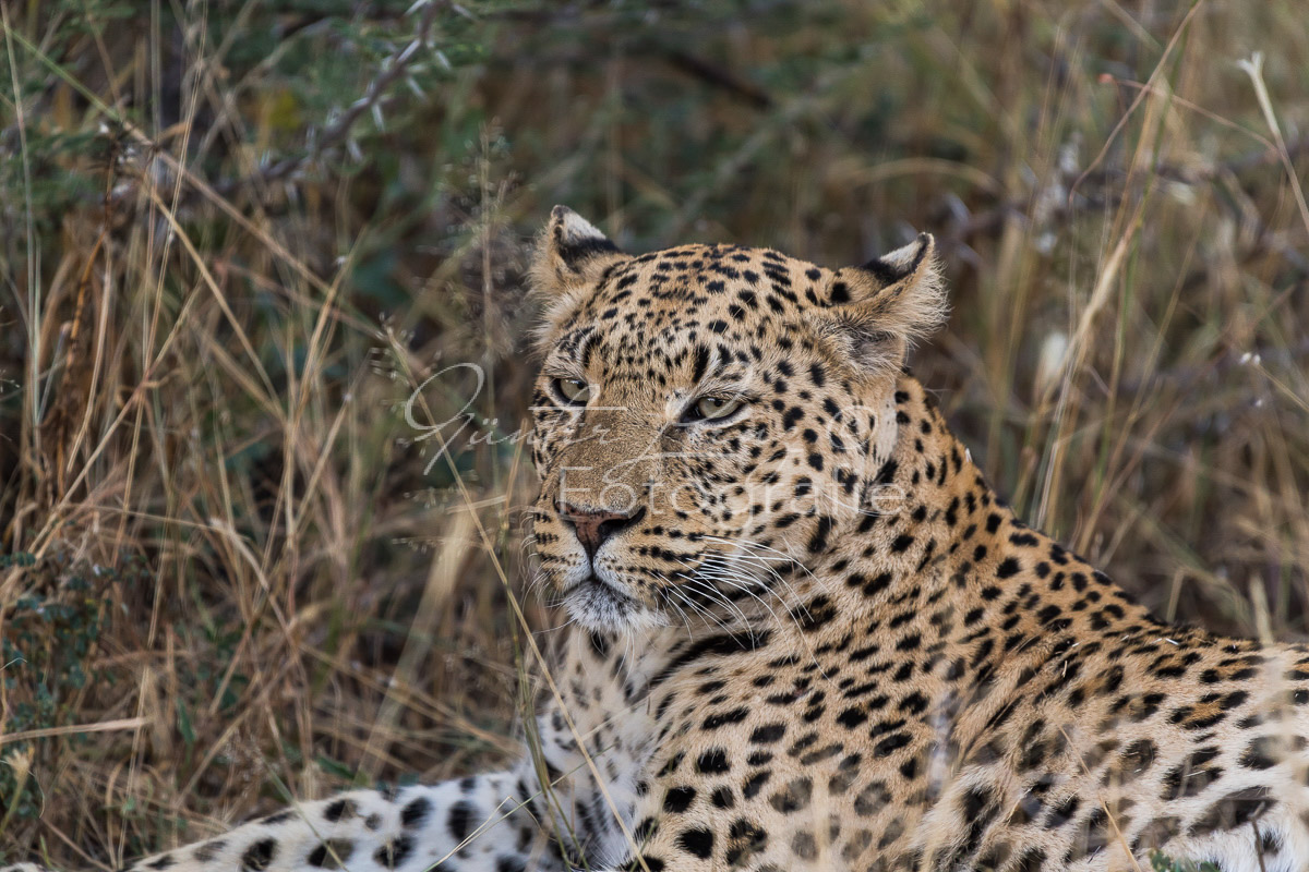 Leopard (Panthera pardus), Okonjima