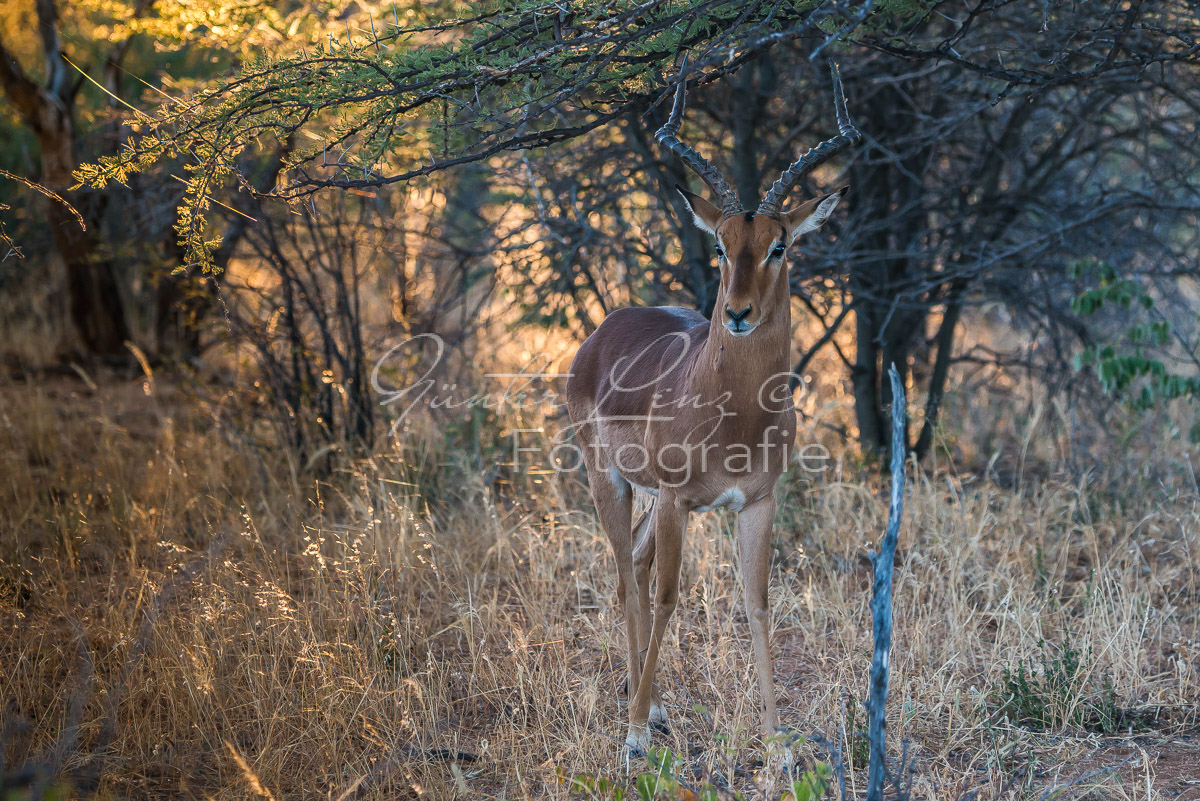Schwarzfersenantilope, Impala (Aepyceros melampus)