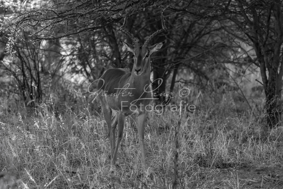 Schwarzfersenantilope, Impala (Aepyceros melampus)