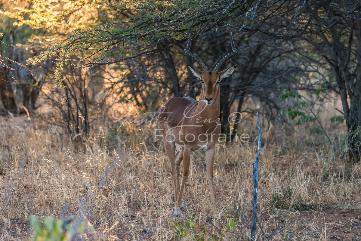 Schwarzfersenantilope, Impala (Aepyceros melampus)
