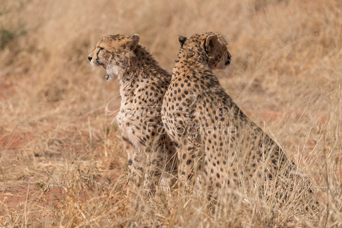 Gepard, (Acinonyx jubatus)