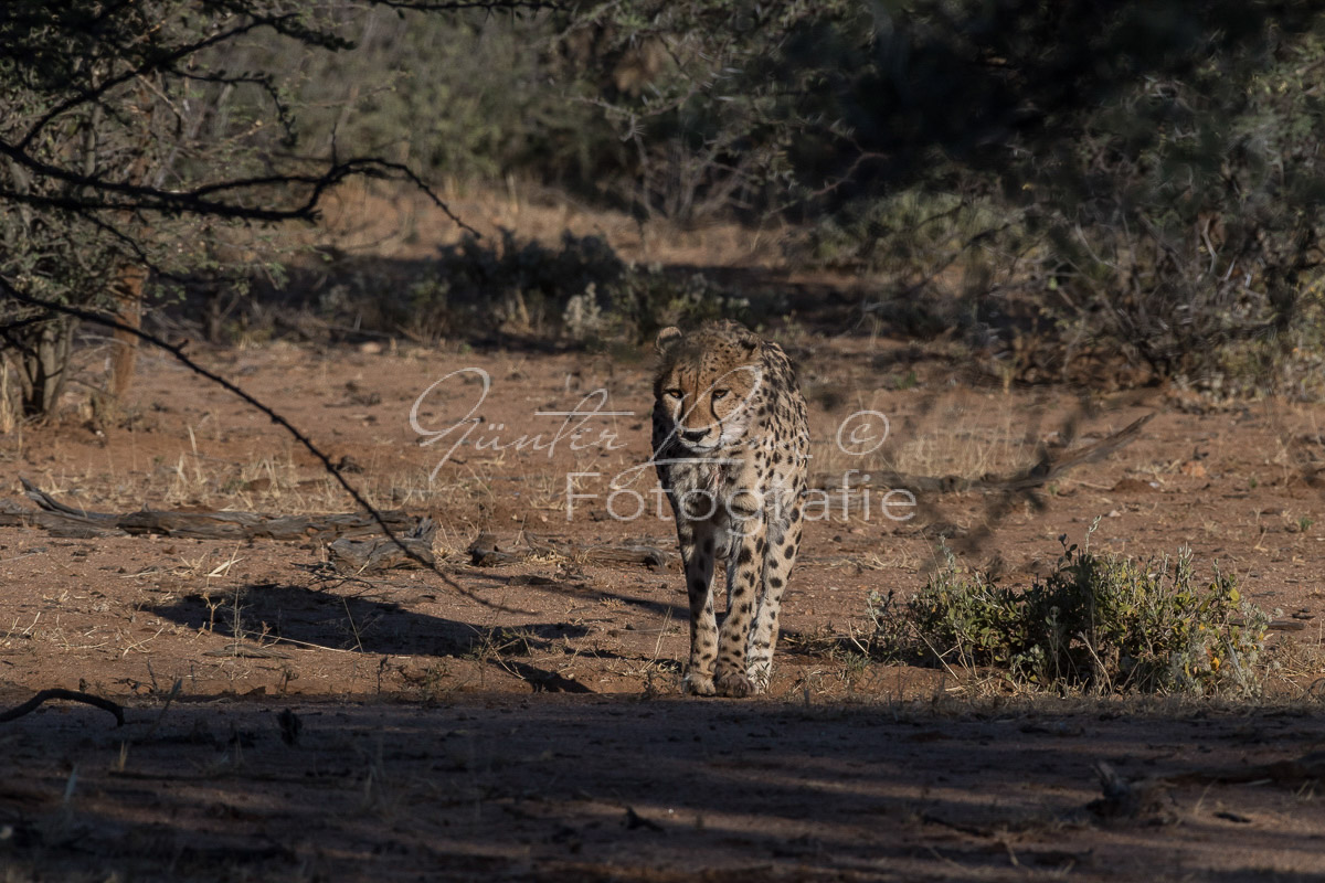 Gepard, (Acinonyx jubatus)