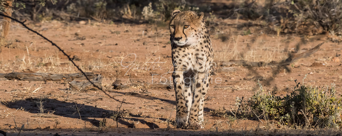 Gepard, (Acinonyx jubatus)