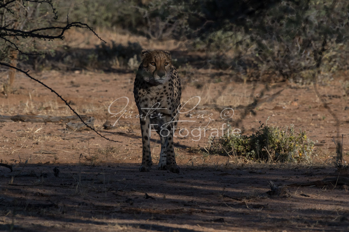 Gepard, (Acinonyx jubatus)