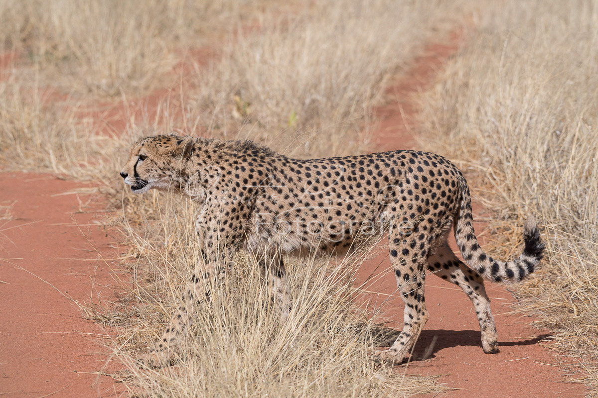 Gepard, (Acinonyx jubatus)