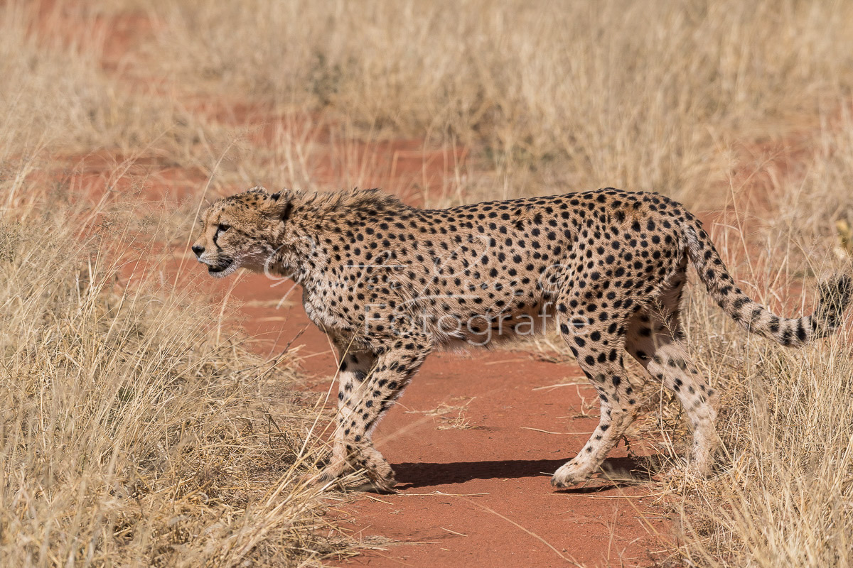 Gepard, (Acinonyx jubatus)