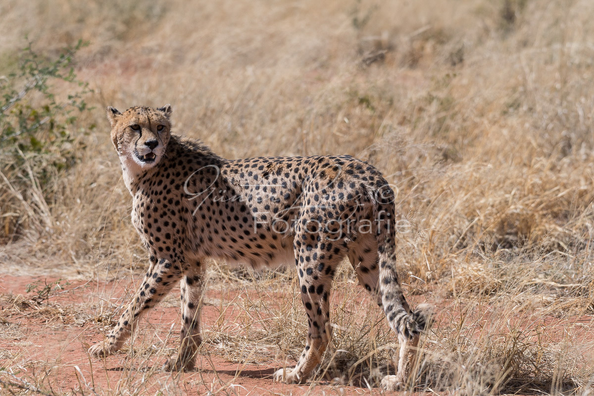 Gepard, (Acinonyx jubatus)
