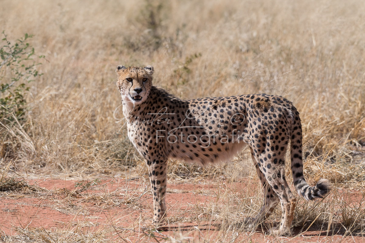 Gepard, (Acinonyx jubatus)