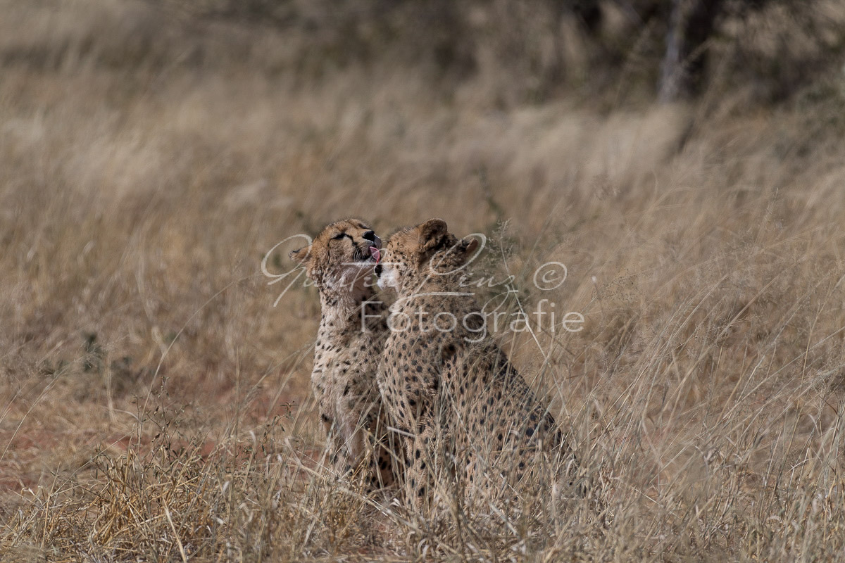 Gepard, (Acinonyx jubatus)