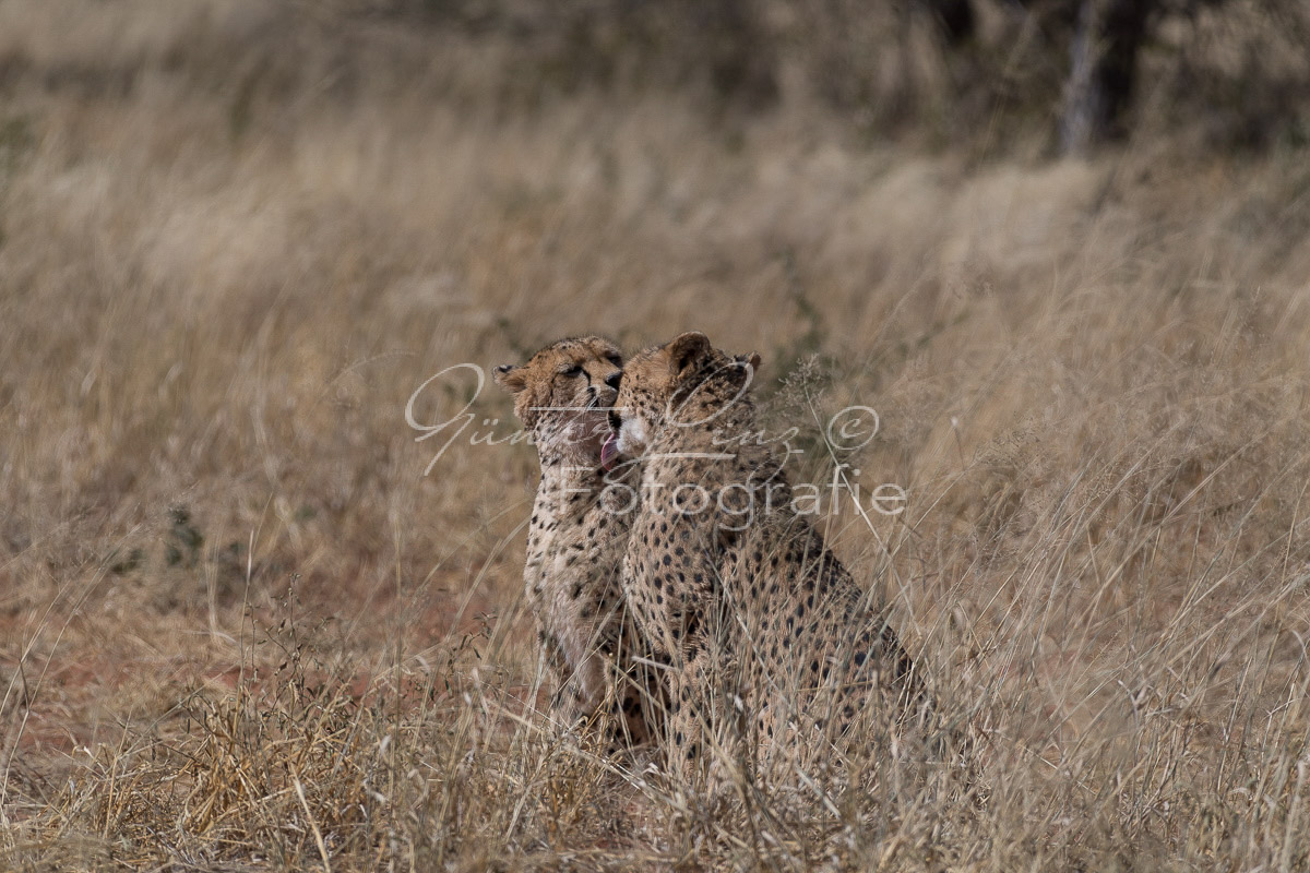 Gepard, (Acinonyx jubatus)