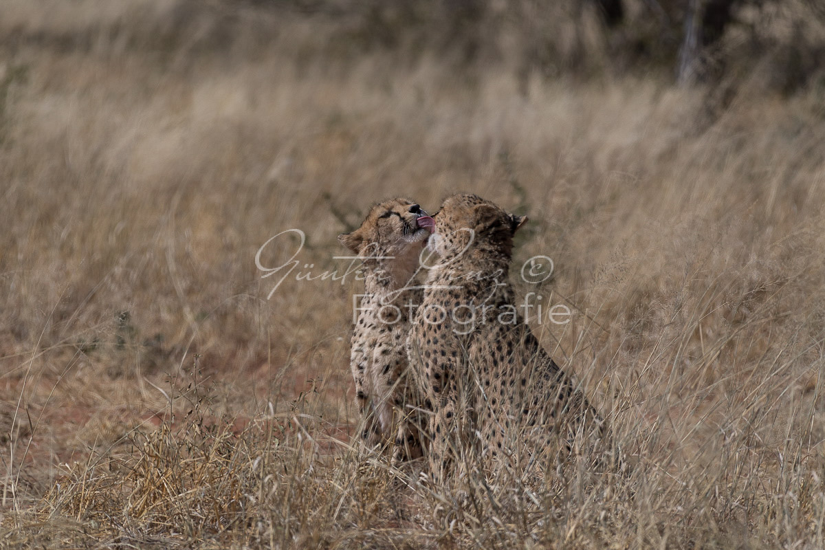 Gepard, (Acinonyx jubatus)