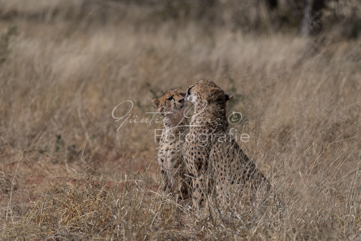 Gepard, (Acinonyx jubatus)