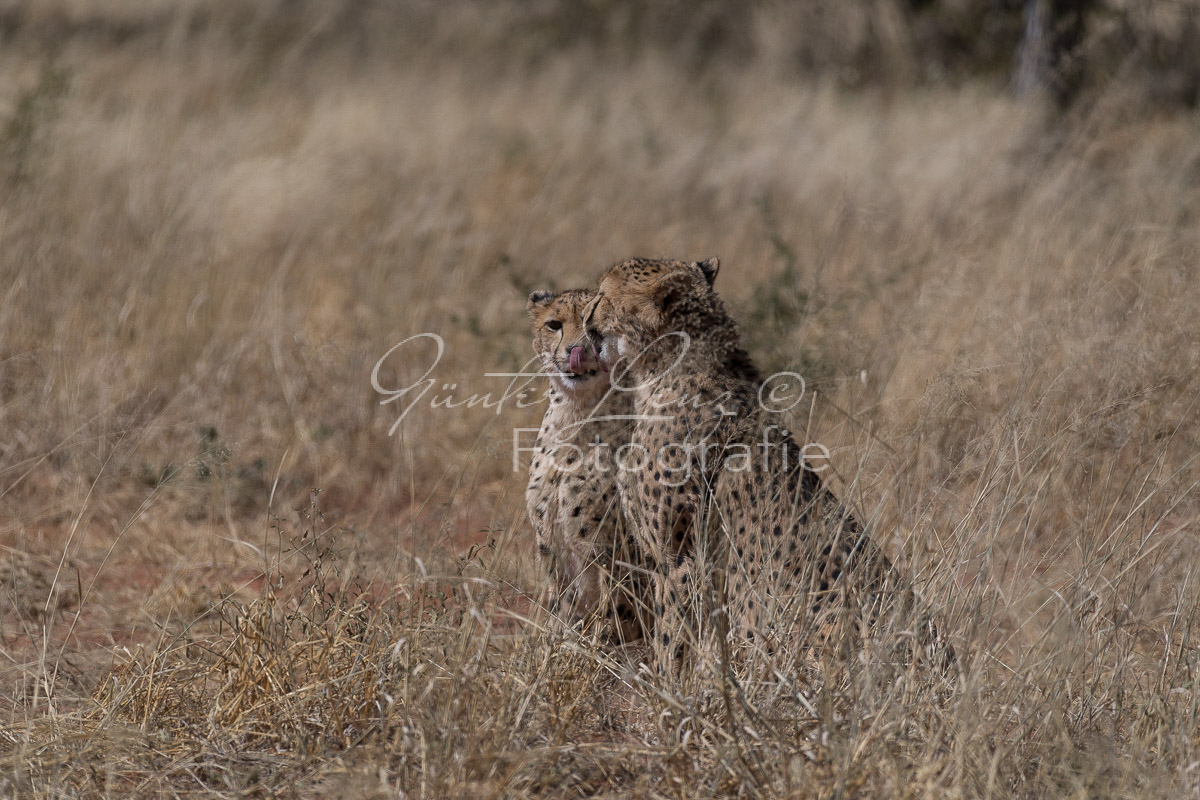 Gepard, (Acinonyx jubatus)