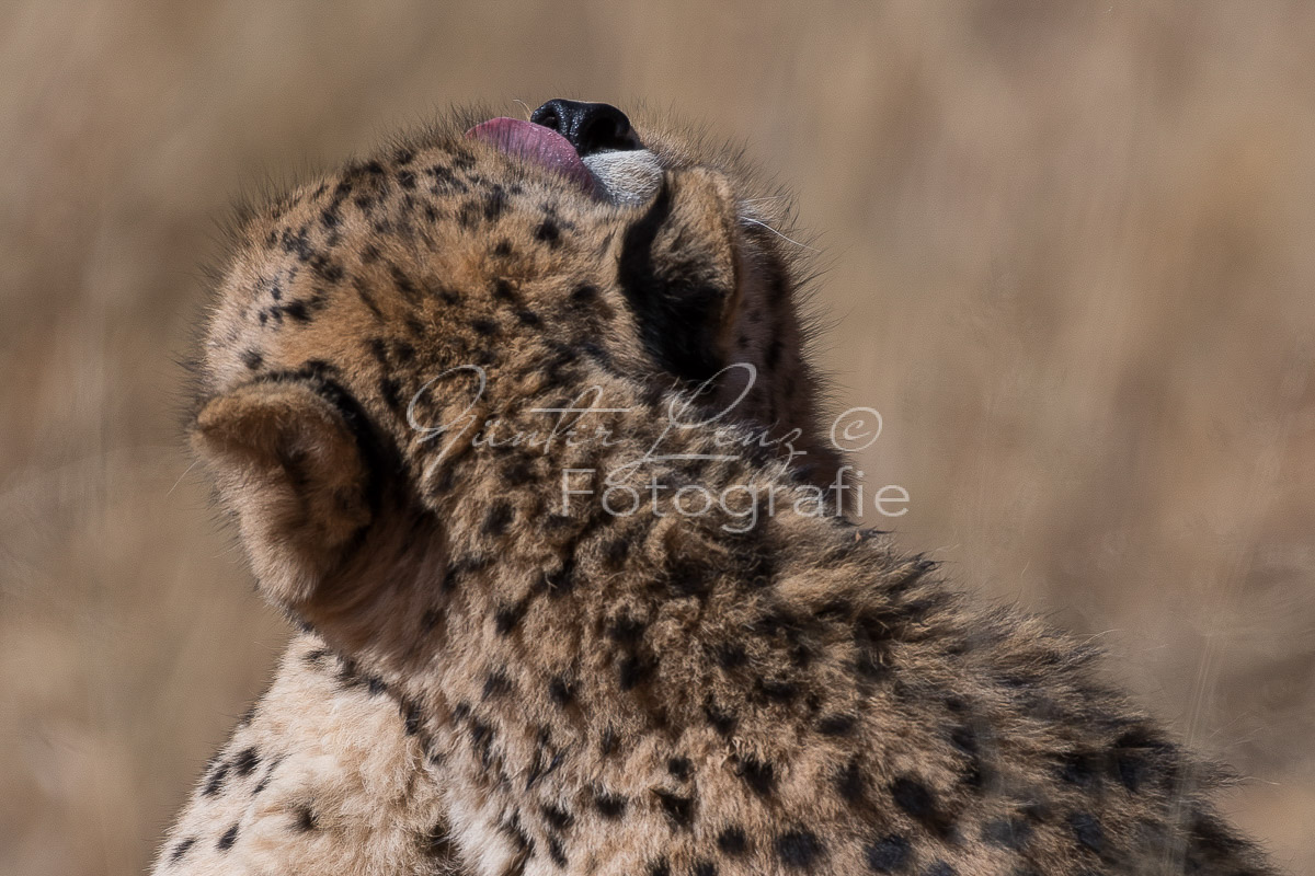 Gepard, (Acinonyx jubatus)