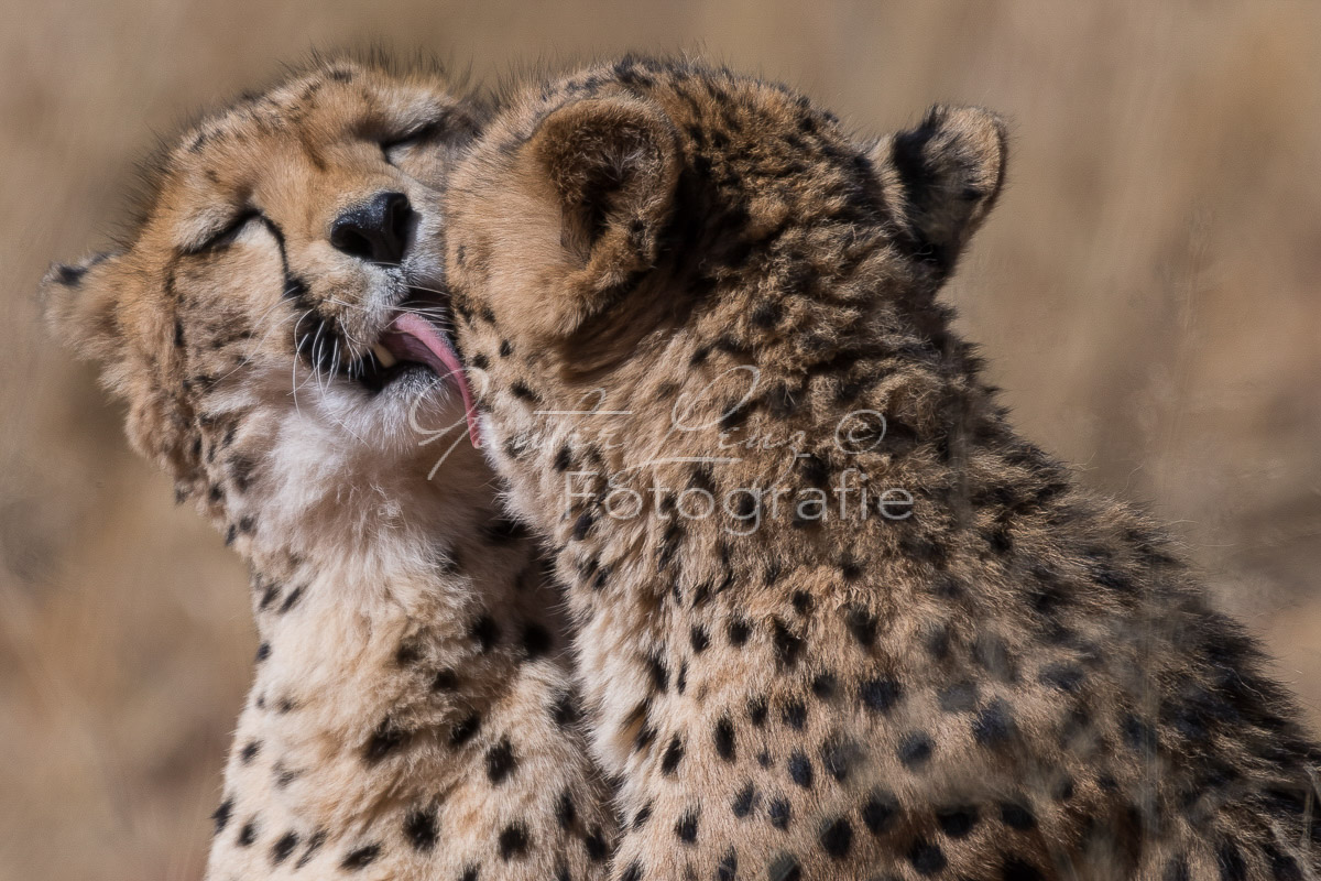 Gepard, (Acinonyx jubatus)