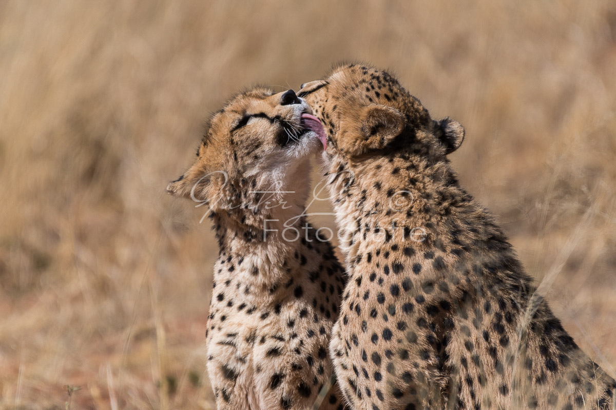 Gepard, (Acinonyx jubatus)