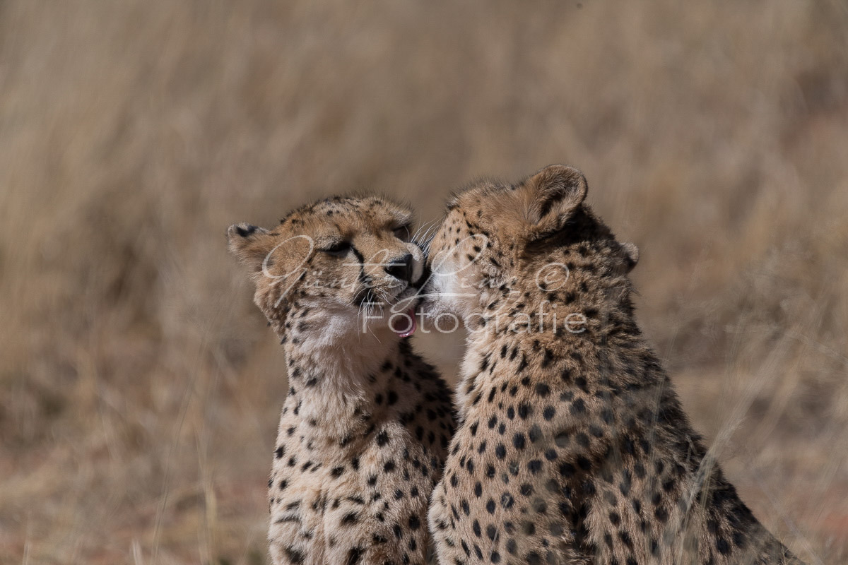 Gepard, (Acinonyx jubatus)