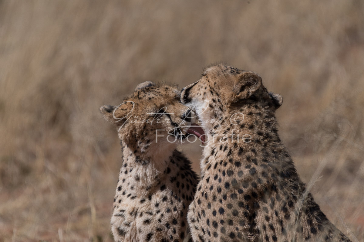 Gepard, (Acinonyx jubatus)