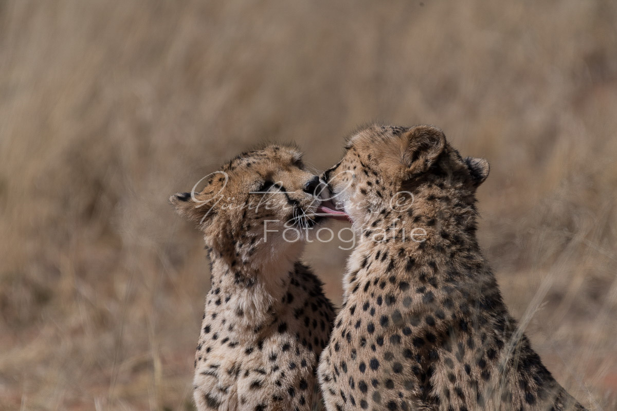 Gepard, (Acinonyx jubatus)