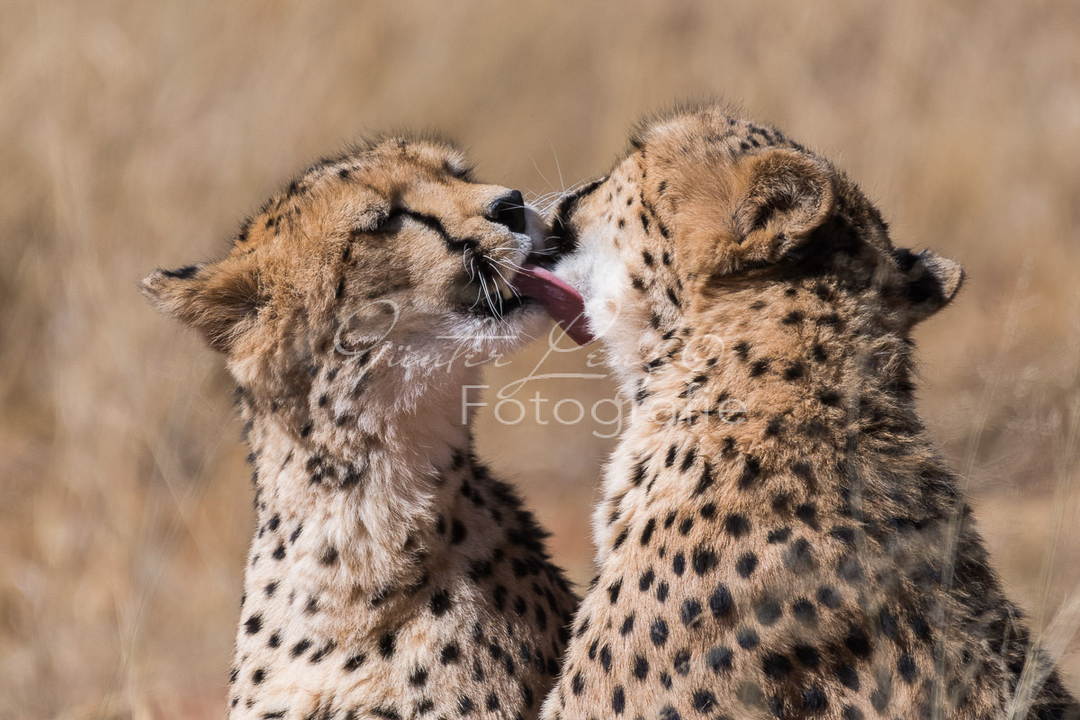 Gepard, (Acinonyx jubatus)